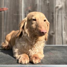 Allie - Dachshund