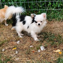 Raven - Chihuahua