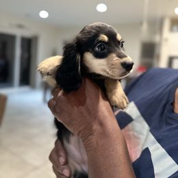 Ruby - Black and cream female Dachshund puppy in Goodyear, Arizona from D&C Royal Dachshunds