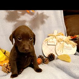 Dilute Retriever and Labrador Retriever Puppies from Clear Creek Kennels