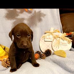 Dilute Retriever and Labrador Retriever Puppies from Clear Creek Kennels