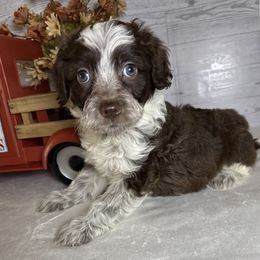 Clay - Brown and white male Aussiedoodle puppy in Bronson, Florida from Tabler Family Puppies