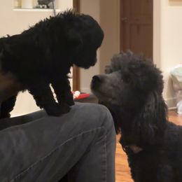 Goldendoodle Puppies from Arizona Doodles