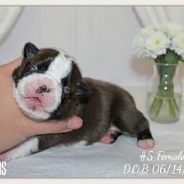 Girl 4 - Black brindle and white female Boston Terrier puppy in North Central, Vermont from Windy Valley’s Bostons