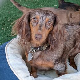 Bella - Dachshund