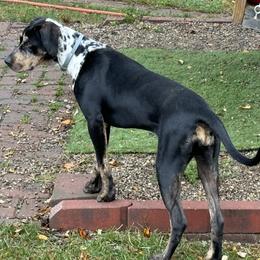 Catahoula Leopard Dogs from Compass Rose Catahoulas