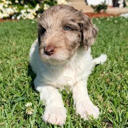 Beignet - Merle female Goldendoodle puppy in Ponchatoula, Louisiana from Real Life Furrytales