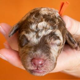 Orange collar - Merle female Goldendoodle puppy in Christiana, Tennessee from Rechlicz Family Doodles