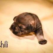 Girl 5 - Standard Schnauzer puppy in Monroe, New York from Arbor Standard Schnauzers