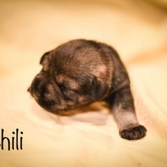 Girl 5 - Standard Schnauzer puppy in Monroe, New York from Arbor Standard Schnauzers
