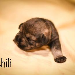 Girl 5 - Standard Schnauzer puppy in Monroe, New York from Arbor Standard Schnauzers