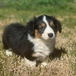 Dahlia (fluffy) - Black and tan female American Corgi puppy in East Oakdale, California from Rhettro Kennels