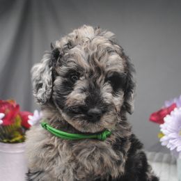 Goldendoodle Puppies from Obsidian Creek Doodles LLC