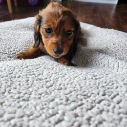 Girl 1 - Red female Dachshund puppy in Grants Pass, Oregon from Climate City Doxies