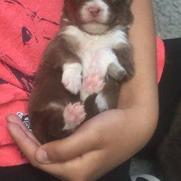 Australian Shepherd Puppies from Woodhaven Aussies