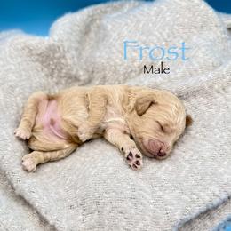 Frost - Cream male Goldendoodle puppy in Rome, Georgia from Victoria’s Designer Doodles
