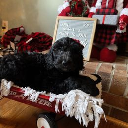 Goldendoodle Puppies from Southern Darling Doodles