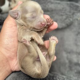 Snickers - Fawn (isabella) and cream male Dachshund puppy in Menifee, California from TeenieWeenieDoxies