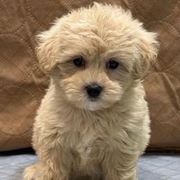 Rhetta - Apricot female Maltipoo puppy in Lebanon, Kentucky from Mosaic Merle Doodles