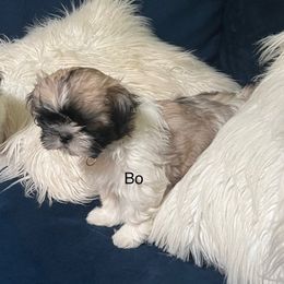 Shih Tzus from Lulu’s Shih Tzu’s