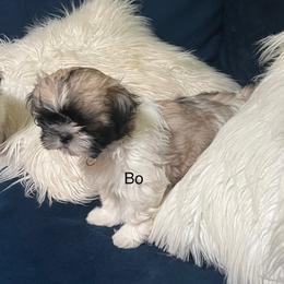 Shih Tzus from Lulu’s Shih Tzu’s