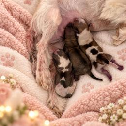 Freckles (Toy) - Piebald female Morkie puppy in Jamestown, North Carolina from North Carolina Maltese, Yorkies & Morkies(previously California Maltese, Yorkies & Morkies)