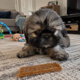 Oreo - Sable male Shih Tzu puppy in Downey, California from Cali shih tzu