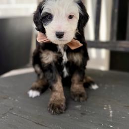 Topaz- brown collar - Tri-color male Bernedoodle puppy in Salt Lake County, Utah from Coco Avenue Pups