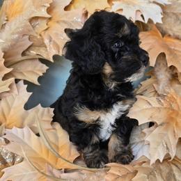 Pluto - Black tri-color male Aussiedoodle puppy in Prescott Valley, Arizona from Ramirez Family Doodles