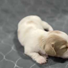 Phlegma - Piebald female Dachshund puppy in Wesley Chapel, Florida from Russell Lee Overton