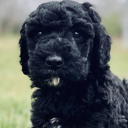 Double Doodles and Goldendoodles from TeeterDoodles