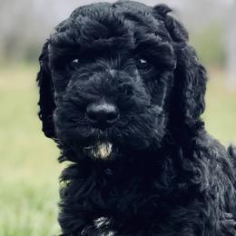 Double Doodles and Goldendoodles from TeeterDoodles