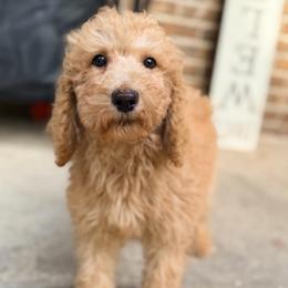 Rocky - Apricot male Goldendoodle puppy in Macclenny, Florida from Baker County Goldendoodles