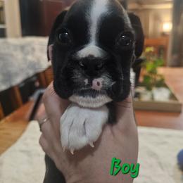 Green - Fawn male Boxer puppy in Johnson City, Tennessee from Seven Kingdom Boxers