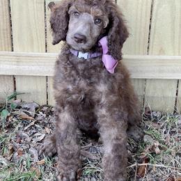 Poodle Puppies from Creek Side Kennels