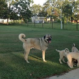 Kangal Puppies from DASA Ridge Kangals