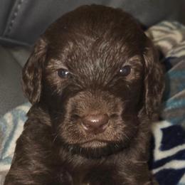 Buttercup - female Newfypoo puppy in Mckenzie, Tennessee from Small Town Doodles & Poodles