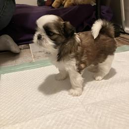 Shih Tzu Puppies from Simply Shih Tzu