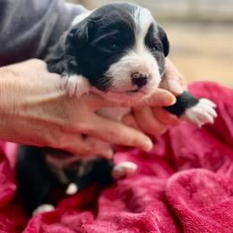 Black and white Boy 4 - Black and white male Border Collie puppy in East Ellijay, Georgia from Nine Peaks Border Collies