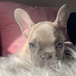 Cooziar - Fawn French Bulldog puppy in Missouri from Land of French Bulldogs