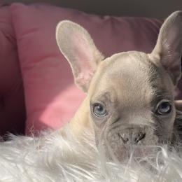 Cooziar - Fawn French Bulldog puppy in Missouri from Land of French Bulldogs