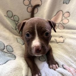 Echo - Brown female American Pit Bull Terrier puppy in Frederick, Maryland from •Wyngate Pits•