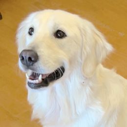 Golden Retrievers from Sweetbay Goldens
