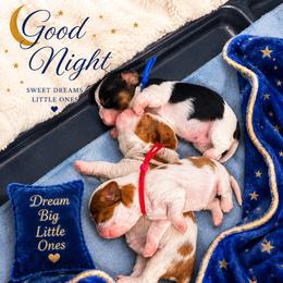 Victory - Blenheim female Cavalier King Charles Spaniel puppy in Nevada from Heaven Sent Cavaliers