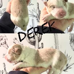 Derek - Red merle male Border Collie puppy in Sanger, California from Flying M Cactus Ranch Buddies