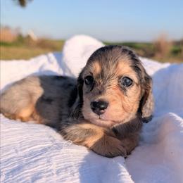 Mickey - Dapple male Dachshund puppy in Unadilla, Georgia from Hamsley's Puppy Palace