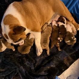 TBD - Fawn and white male Bulldog puppy in Bradleyville, Missouri from HurstBulldogs