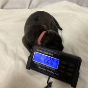 Perro de Presa Canario Puppies from Stephanie Ruiz