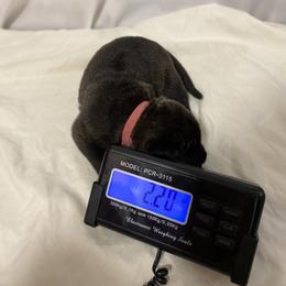 Perro de Presa Canario Puppies from Stephanie Ruiz