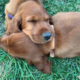 Maverick - Mahogany male Irish Setter puppy in Orem, Utah from Rocky Mountain Irish Setters